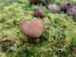 Lemezes tinóru (Phylloporus pelletieri), Zemplén